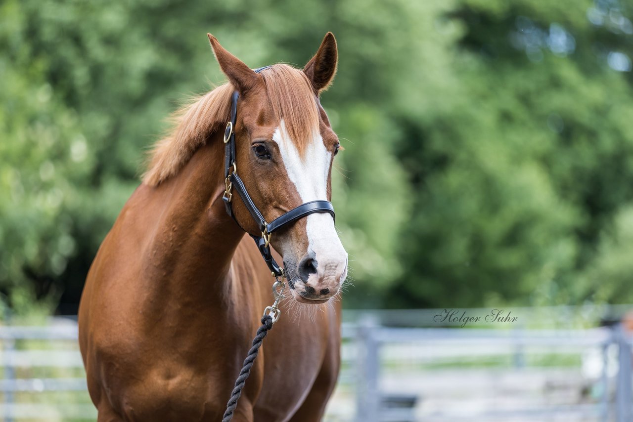 Bild 65 - Vivi